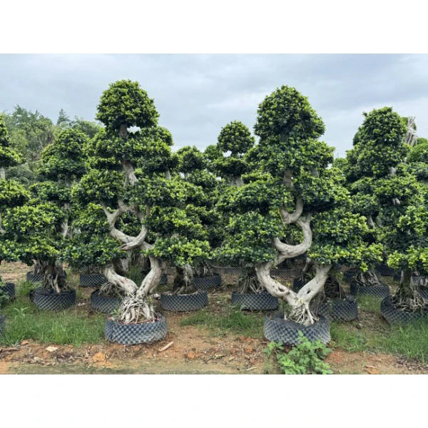 Ficus Microcarpa Street Trees