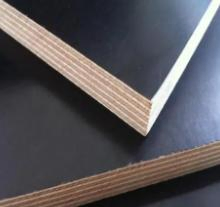 Poplar Core Film Faced Plywood for Construction at Cheaper Prices